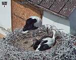 Capi_Dubne_20260715_120003.jpg