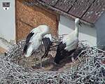 Capi_Dubne_20260715_121003.jpg