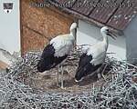 Capi_Dubne_20260715_121503.jpg