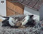Capi_Dubne_20260715_125002.jpg