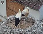 Capi_Dubne_20260715_131504.jpg