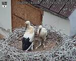 Capi_Dubne_20260715_132004.jpg