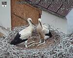 Capi_Dubne_20260715_132503.jpg