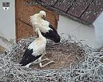 Capi_Dubne_20260715_133504.jpg
