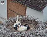 Capi_Dubne_20260715_140504.jpg