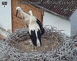 Capi_Dubne_20260715_144003.jpg