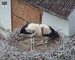 Capi_Dubne_20260715_145003.jpg