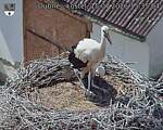 Capi_Dubne_20260715_153504.jpg