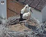 Capi_Dubne_20260715_155005.jpg