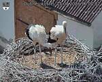Capi_Dubne_20260715_160002.jpg