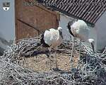Capi_Dubne_20260715_160505.jpg