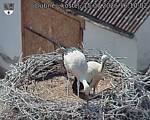 Capi_Dubne_20260715_161002.jpg