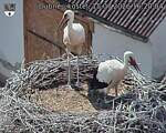 Capi_Dubne_20260715_162004.jpg