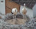 Capi_Dubne_20260715_171504.jpg