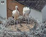 Capi_Dubne_20260715_172004.jpg