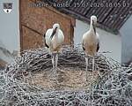 Capi_Dubne_20260715_180503.jpg