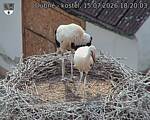 Capi_Dubne_20260715_182003.jpg