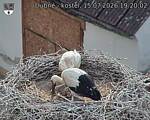 Capi_Dubne_20260715_192002.jpg