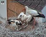 Capi_Dubne_20260715_201002.jpg