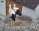 Capi_Dubne_20260715_204504.jpg