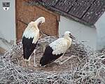 Capi_Dubne_20260715_205503.jpg