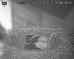 Capi_Dubne_20260716_003003.jpg