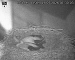 Capi_Dubne_20260716_013003.jpg