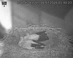 Capi_Dubne_20260716_014003.jpg