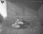 Capi_Dubne_20260716_023002.jpg