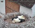 Capi_Dubne_20260716_052002.jpg