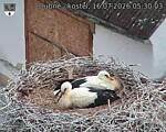 Capi_Dubne_20260716_053003.jpg