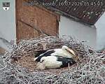 Capi_Dubne_20260716_054503.jpg