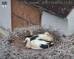 Capi_Dubne_20260716_055503.jpg