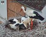 Capi_Dubne_20260716_063003.jpg