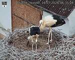 Capi_Dubne_20260716_063504.jpg