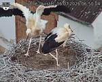 Capi_Dubne_20260716_065004.jpg