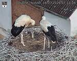 Capi_Dubne_20260716_071004.jpg