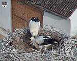 Capi_Dubne_20260716_073503.jpg
