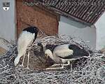 Capi_Dubne_20260716_074003.jpg