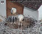 Capi_Dubne_20260716_074504.jpg