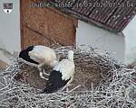 Capi_Dubne_20260716_075004.jpg