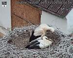 Capi_Dubne_20260716_080004.jpg