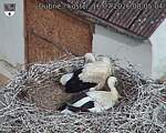 Capi_Dubne_20260716_080504.jpg