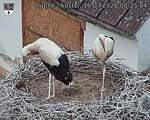 Capi_Dubne_20260716_082504.jpg