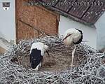 Capi_Dubne_20260716_083003.jpg