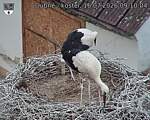 Capi_Dubne_20260716_091004.jpg