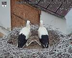 Capi_Dubne_20260716_093004.jpg