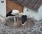 Capi_Dubne_20260716_095503.jpg