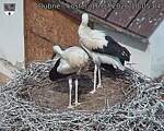 Capi_Dubne_20260716_100504.jpg