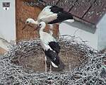 Capi_Dubne_20260716_101502.jpg